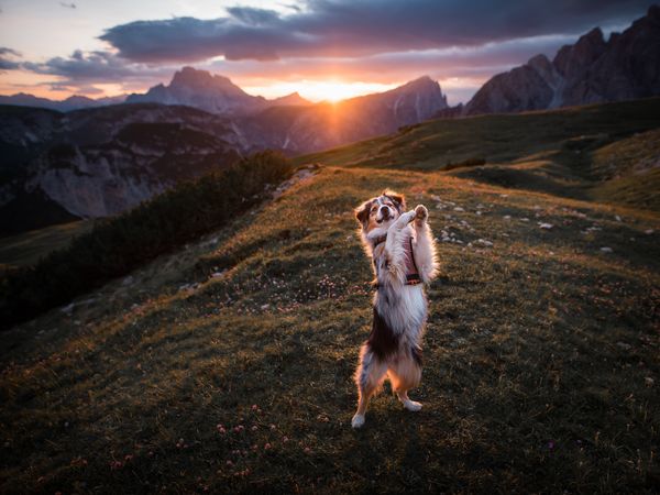2 Tage Abenteuer auf 4 Pfoten - Urlaub in den Schweizer Bergen in Adelboden, Bern Unkategorisiert online kaufen 2 Tage Abenteuer auf 4 Pfoten - Urlaub in den Schweizer Bergen in Adelboden, Bern Unkategorisiert online kaufen