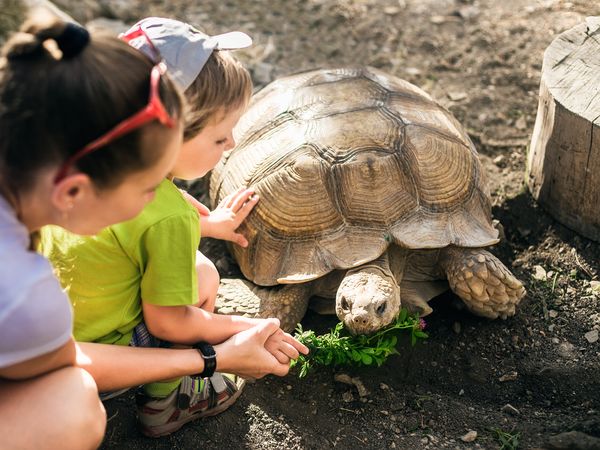 2 Tage Auszeit mit Zoo und Wellness im Saarland in Neunkirchen (Saar) inkl. Frühstück Unkategorisiert online kaufen 2 Tage Auszeit mit Zoo und Wellness im Saarland in Neunkirchen (Saar) inkl. Frühstück Unkategorisiert online kaufen