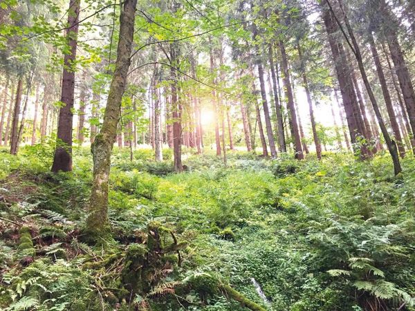 2 Tage nahe des Rothaargebirges im Sauerland in Winterberg, Nordrhein-Westfalen inkl. Frühstück Unkategorisiert online kaufen 2 Tage nahe des Rothaargebirges im Sauerland in Winterberg, Nordrhein-Westfalen inkl. Frühstück Unkategorisiert online kaufen