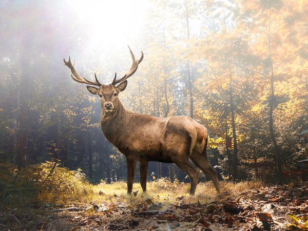 3 Tage Auszeit für Naturliebhaber mit Wildpark-Besuch in Schorfheide, Brandenburg inkl. Halbpension Unkategorisiert online kaufen 3 Tage Auszeit für Naturliebhaber mit Wildpark-Besuch in Schorfheide, Brandenburg inkl. Halbpension Unkategorisiert online kaufen