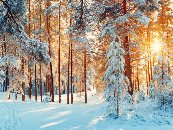 3 Tage Winter Special Mecklenburgische Seenplatte in Neustrelitz, Mecklenburg-Vorpommern inkl. Halbpension Unkategorisiert online kaufen