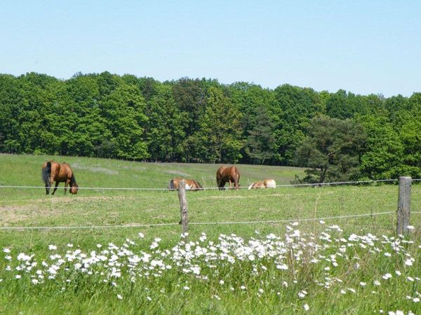 4 Tage Auszeit für Naturliebhaber mit Wildpark-Besuch in Schorfheide, Brandenburg inkl. Halbpension Unkategorisiert online kaufen