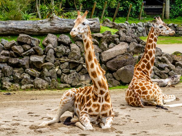 4 Tage Auszeit mit Zoo und Wellness im Saarland in Neunkirchen (Saar) inkl. Frühstück Unkategorisiert online kaufen 4 Tage Auszeit mit Zoo und Wellness im Saarland in Neunkirchen (Saar) inkl. Frühstück Unkategorisiert online kaufen
