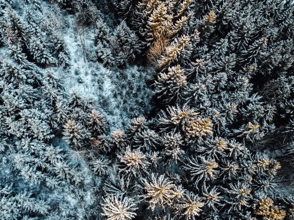 4 Tage Winterzeit in Elzach-Oberprechtal, Baden-Württemberg inkl. Halbpension Plus Unkategorisiert online kaufen