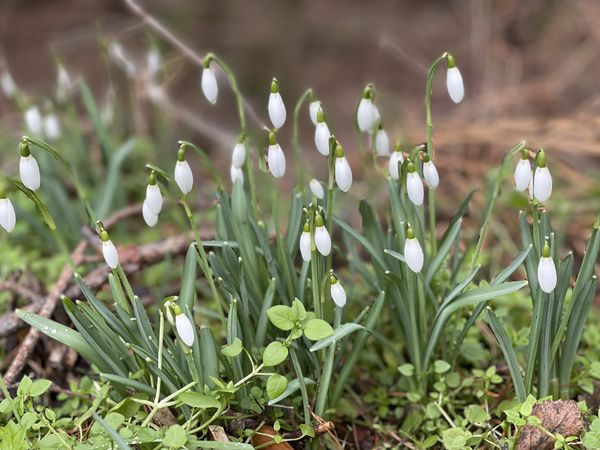 6 Tage Frühlingserwachen im Wald in Kahla, Thüringen inkl. Halbpension Unkategorisiert online kaufen 6 Tage Frühlingserwachen im Wald in Kahla, Thüringen inkl. Halbpension Unkategorisiert online kaufen