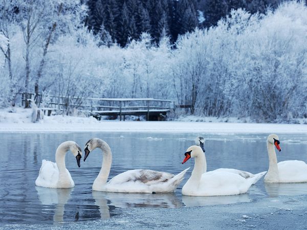 Cottbuser Winterschnäppchen - 3 Tage inkl. HP plus in Kolkwitz, Brandenburg inkl. Halbpension Plus Unkategorisiert online kaufen