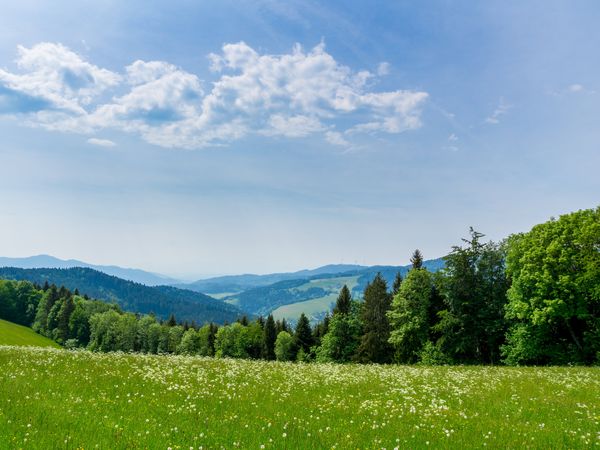 Der glückliche Zweite -7 Tage im Schwarzwald in Bernau-Oberlehen, Baden-Württemberg inkl. Halbpension Plus Unkategorisiert online kaufen