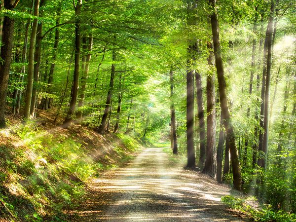Schwarzwald Auszeit - 5 Tage in Bonndorf im Schwarzwald, Baden-Württemberg inkl. Halbpension Unkategorisiert online kaufen Schwarzwald Auszeit - 5 Tage in Bonndorf im Schwarzwald, Baden-Württemberg inkl. Halbpension Unkategorisiert online kaufen