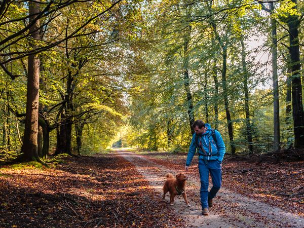Urlaub mit Hund – ein tierisch guter Urlaub | 5 Tage in Bad Laasphe, Nordrhein-Westfalen inkl. Frühstück Unkategorisiert online kaufen