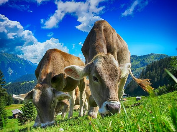 Von Almen bis Wellness – Ihre Auszeit ruft - 5 Tage in Ratschings, Trentino-Südtirol inkl. Halbpension Unkategorisiert online kaufen Von Almen bis Wellness – Ihre Auszeit ruft - 5 Tage in Ratschings, Trentino-Südtirol inkl. Halbpension Unkategorisiert online kaufen