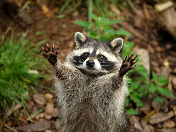 Wildes Wels - Ein Besuch im Welser Tiergarten |4 Tage, Oberösterreich inkl. Frühstück Unkategorisiert online kaufen
