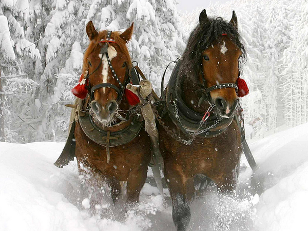 WinterMärchen am Rennsteig / 3 Tage in Neuhaus am Rennweg, Thüringen inkl. Halbpension Unkategorisiert online kaufen WinterMärchen am Rennsteig / 3 Tage in Neuhaus am Rennweg, Thüringen inkl. Halbpension Unkategorisiert online kaufen