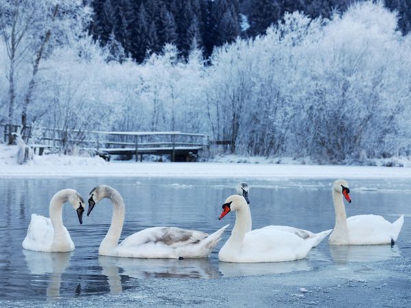 Winterschnäppchen am Beetzsee - 3 Tage inkl. HP plus in Päwesin, Brandenburg inkl. Halbpension Plus Unkategorisiert online kaufen Winterschnäppchen am Beetzsee - 3 Tage inkl. HP plus in Päwesin, Brandenburg inkl. Halbpension Plus Unkategorisiert online kaufen